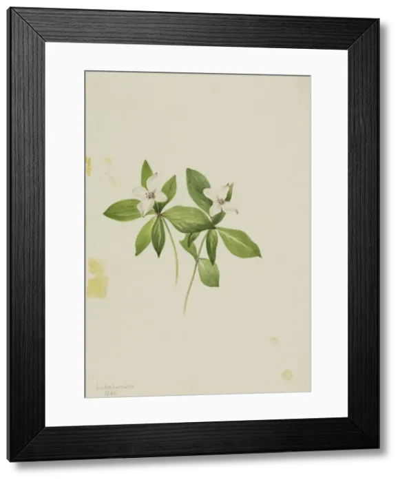 Framed Print : Bunchberry (Cornus canadensis), 1902. Creator: Mary Vaux Walcott Framed Print : Bunchberry (Cornus canadensis), 1902. Creator: Mary Vaux Walcott