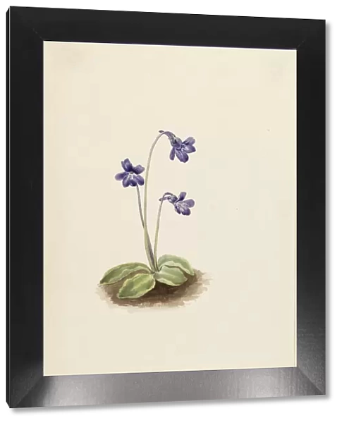 Northern Butterwort (Pinguicula vulgaris), 1903. Creator: Mary Vaux Walcott