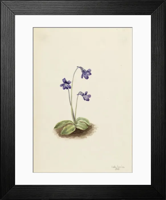 Framed Print : Northern Butterwort (Pinguicula vulgaris), 1903. Creator: Mary Vaux Walcott Framed Print : Northern Butterwort (Pinguicula vulgaris), 1903. Creator: Mary Vaux Walcott