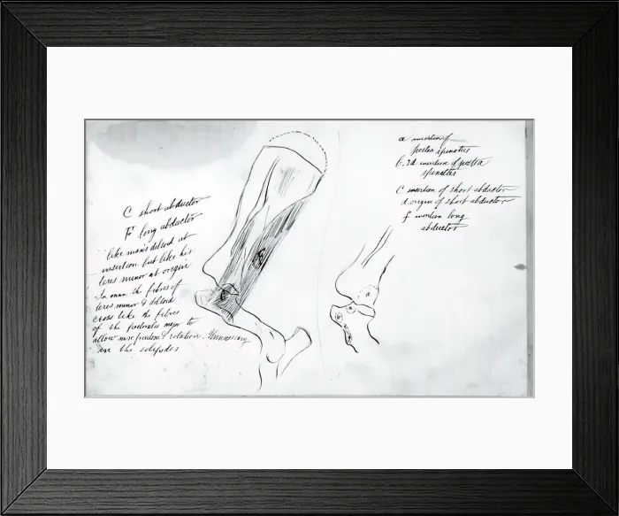 Framed Print : (Untitled) (Anatomical Study Of Bones), 1878. Creator: Thomas Eakins Framed Print : (Untitled) (Anatomical Study Of Bones), 1878. Creator: Thomas Eakins