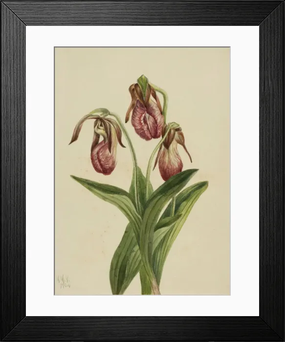 Framed Print : Moccasin Flower (Cypripedium acaule), 1904. Creator: Mary Vaux Walcott Framed Print : Moccasin Flower (Cypripedium acaule), 1904. Creator: Mary Vaux Walcott
