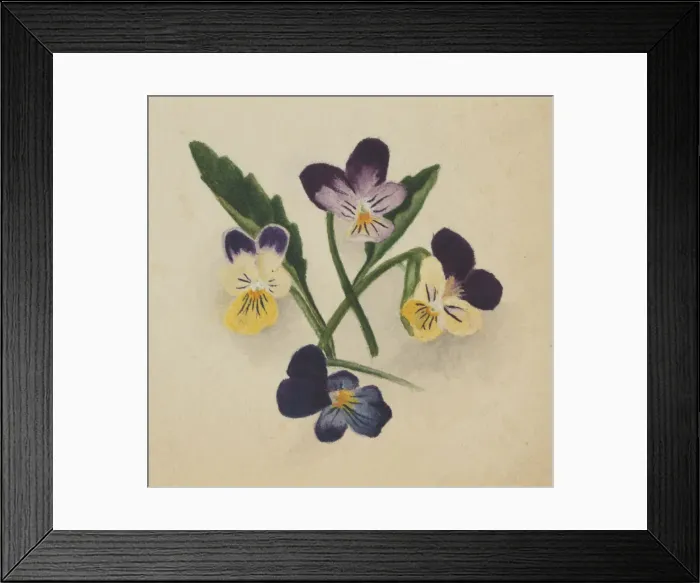 Framed Print : Untitled (Pansies), 1874. Creator: Mary Vaux Walcott Framed Print : Untitled (Pansies), 1874. Creator: Mary Vaux Walcott