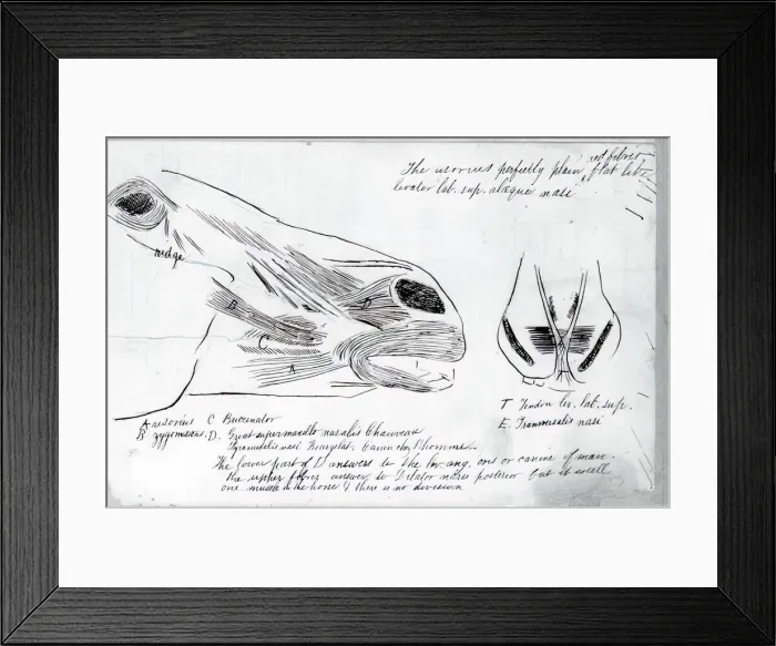 Framed Print : (Untitled) (Anatomical Study Of Horses Head), 1878. Creator: Thomas Eakins Framed Print : (Untitled) (Anatomical Study Of Horses Head), 1878. Creator: Thomas Eakins