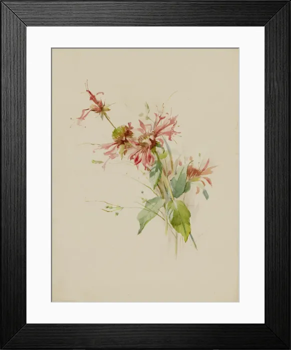 Framed Print : Bergamot (or Bee Baum), late 19th-early 20th century. Creator: Austa Densmore Sturdevant Framed Print : Bergamot (or Bee Baum), late 19th-early 20th century. Creator: Austa Densmore Sturdevant