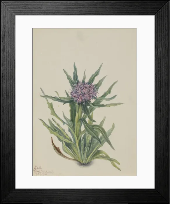 Framed Print : Saussurea (Saussurea densa), 1925. Creator: Mary Vaux Walcott Framed Print : Saussurea (Saussurea densa), 1925. Creator: Mary Vaux Walcott