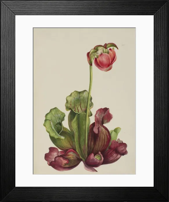 Framed Print : Common Pitcherplant (Sarracenia purpurea venosa), 1931. Creator: Mary Vaux Walcott Framed Print : Common Pitcherplant (Sarracenia purpurea venosa), 1931. Creator: Mary Vaux Walcott