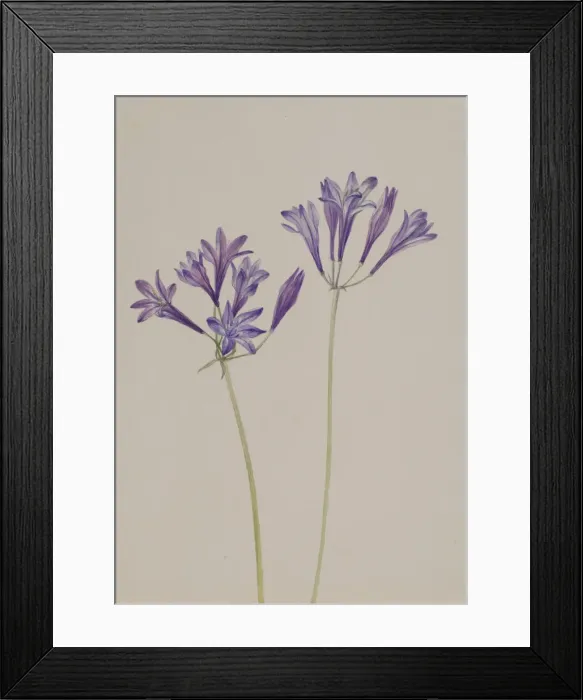 Framed Print : Grass Nut (Brodiaea laxa), 1933. Creator: Mary Vaux Walcott Framed Print : Grass Nut (Brodiaea laxa), 1933. Creator: Mary Vaux Walcott