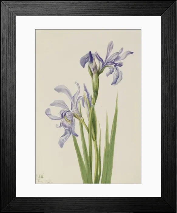 Framed Print : Western Blue Flag (Iris missouriensis), 1933. Creator: Mary Vaux Walcott Framed Print : Western Blue Flag (Iris missouriensis), 1933. Creator: Mary Vaux Walcott