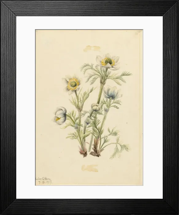 Framed Print : Plume Anemone (Pulsatilla occidentalis), 1917. Creator: Mary Vaux Walcott Framed Print : Plume Anemone (Pulsatilla occidentalis), 1917. Creator: Mary Vaux Walcott