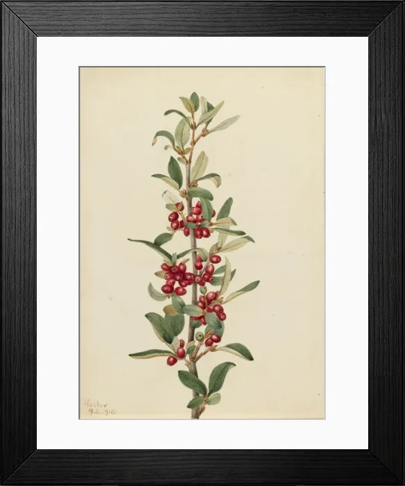 Framed Print : Canada Buffaloberry (Lepargyrea canadensis), 1916. Creator: Mary Vaux Walcott Framed Print : Canada Buffaloberry (Lepargyrea canadensis), 1916. Creator: Mary Vaux Walcott