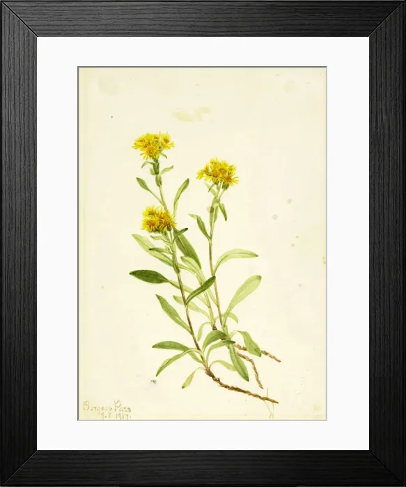 Framed Print : Sidesaddle Goldenrod, 1917. Creator: Mary Vaux Walcott Framed Print : Sidesaddle Goldenrod, 1917. Creator: Mary Vaux Walcott