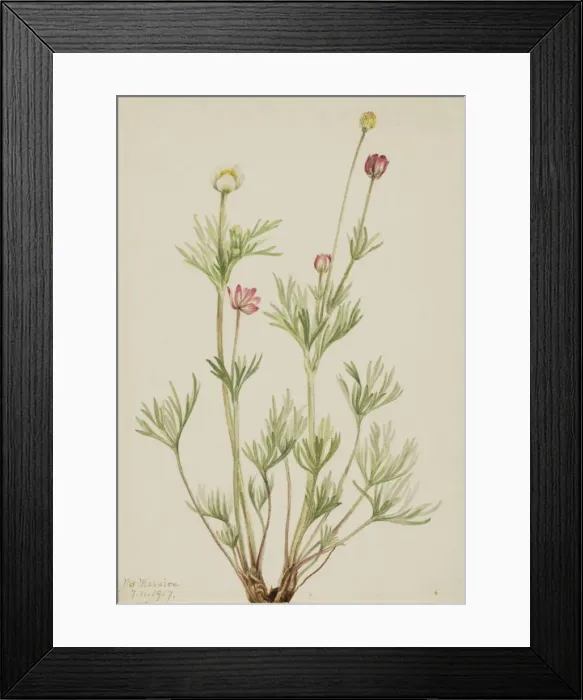 Framed Print : Globe Anemone (Anemone globosa), 1917. Creator: Mary Vaux Walcott Framed Print : Globe Anemone (Anemone globosa), 1917. Creator: Mary Vaux Walcott