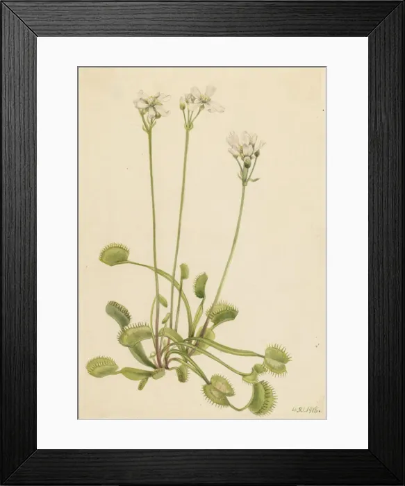 Framed Print : Venus Flytrap (Dionaea muscipula), 1918. Creator: Mary Vaux Walcott