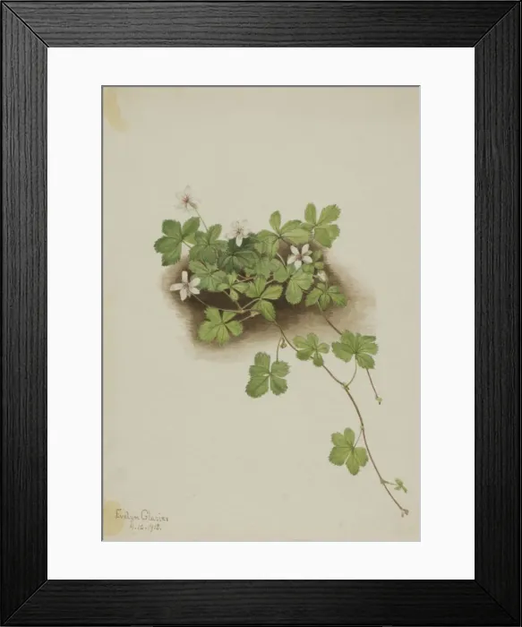 Framed Print : Red Dewberry (Rubus pedatus), 1918. Creator: Mary Vaux Walcott Framed Print : Red Dewberry (Rubus pedatus), 1918. Creator: Mary Vaux Walcott