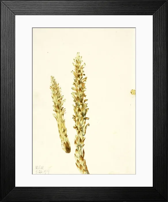 Framed Print : Squawroot (Conopholis americana), 1919. Creator: Mary Vaux Walcott Framed Print : Squawroot (Conopholis americana), 1919. Creator: Mary Vaux Walcott