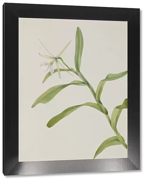 White Epidendrum (Epidendrum nocturnum), 1919. Creator: Mary Vaux Walcott