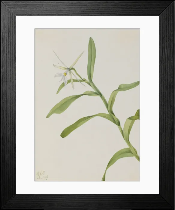 Framed Print : White Epidendrum (Epidendrum nocturnum), 1919. Creator: Mary Vaux Walcott Framed Print : White Epidendrum (Epidendrum nocturnum), 1919. Creator: Mary Vaux Walcott