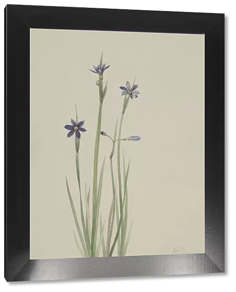 Blue-eyed-grass (Sisyrinchium angustifolium), 1920. Creator: Mary Vaux Walcott