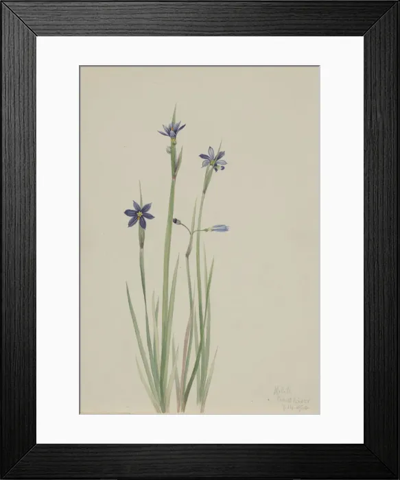Framed Print : Blue-eyed-grass (Sisyrinchium angustifolium), 1920. Creator: Mary Vaux Walcott Framed Print : Blue-eyed-grass (Sisyrinchium angustifolium), 1920. Creator: Mary Vaux Walcott