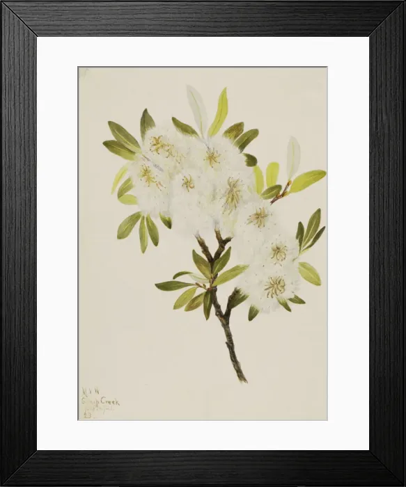 Framed Print : Drummond Willow (Salix drummondiana), 1921. Creator: Mary Vaux Walcott Framed Print : Drummond Willow (Salix drummondiana), 1921. Creator: Mary Vaux Walcott