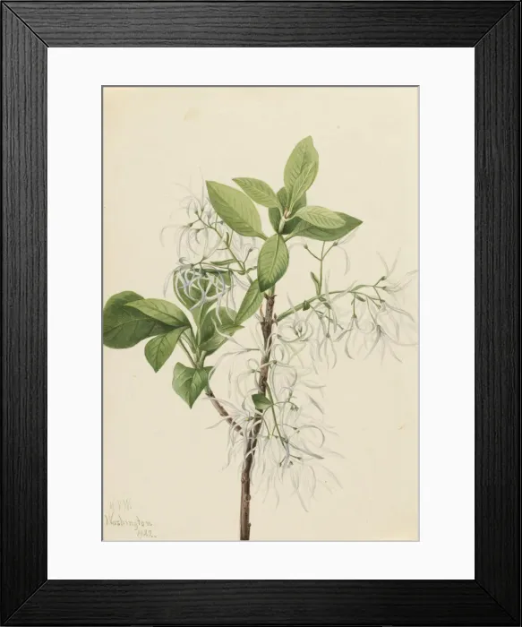 Framed Print : Fringe Tree (Chionanthus virginica), 1922. Creator: Mary Vaux Walcott Framed Print : Fringe Tree (Chionanthus virginica), 1922. Creator: Mary Vaux Walcott
