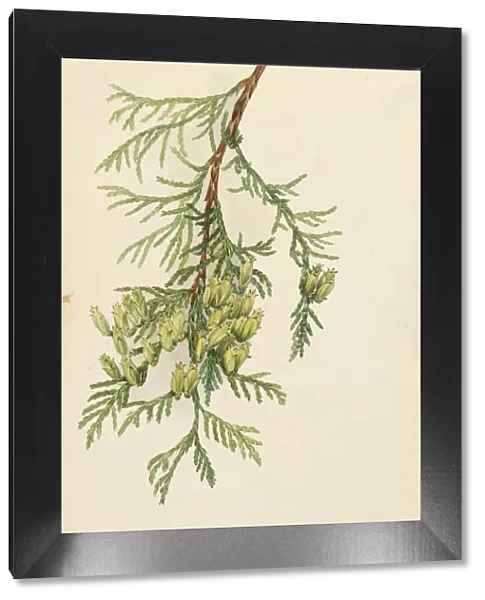 Giant Arborvitae (Thuja plicata), 1923. Creator: Mary Vaux Walcott