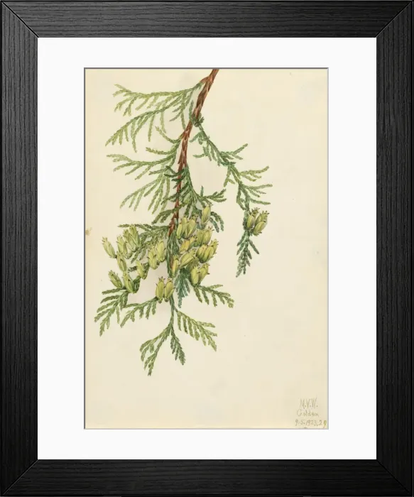 Framed Print : Giant Arborvitae (Thuja plicata), 1923. Creator: Mary Vaux Walcott Framed Print : Giant Arborvitae (Thuja plicata), 1923. Creator: Mary Vaux Walcott