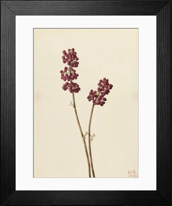 Framed Print : Beauty Berry (Callicarpa americana), 1923. Creator: Mary Vaux Walcott Framed Print : Beauty Berry (Callicarpa americana), 1923. Creator: Mary Vaux Walcott