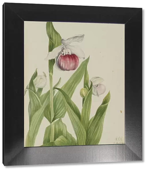 Showy Ladys Slipper (Cypripedium reginae), 1924. Creator: Mary Vaux Walcott