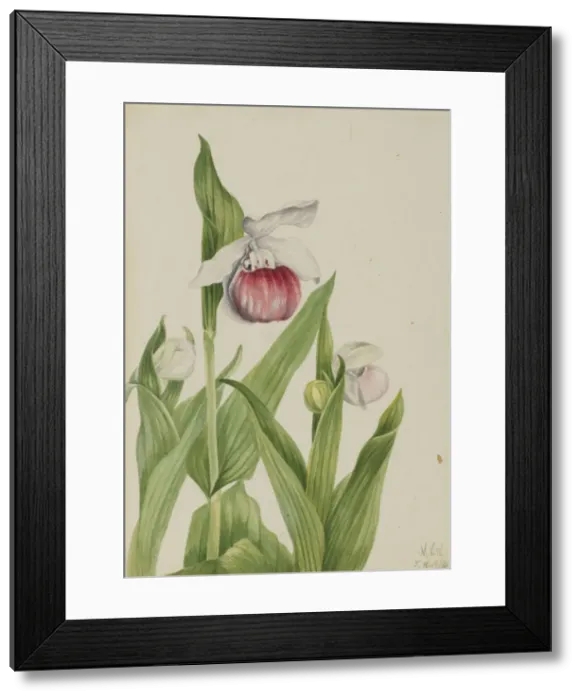 Framed Print : Showy Ladys Slipper (Cypripedium reginae), 1924. Creator: Mary Vaux Walcott Framed Print : Showy Ladys Slipper (Cypripedium reginae), 1924. Creator: Mary Vaux Walcott