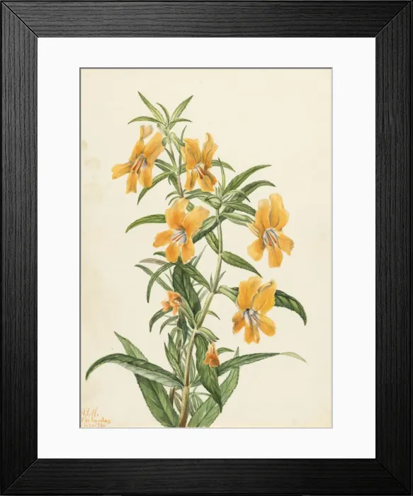 Framed Print : Buff Monkeyflower (Diplacus longiflorus), 1926. Creator: Mary Vaux Walcott Framed Print : Buff Monkeyflower (Diplacus longiflorus), 1926. Creator: Mary Vaux Walcott