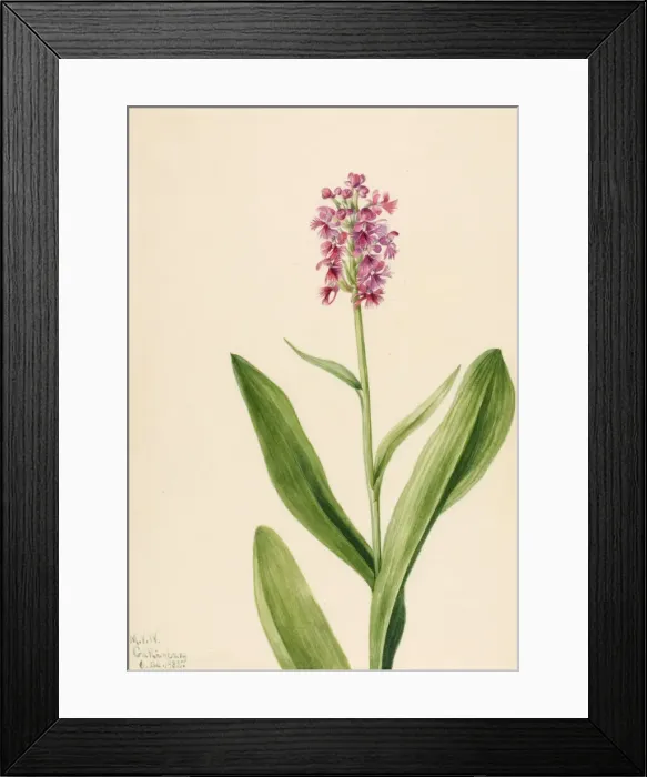 Framed Print : Small Purple Fringe Orchid (Habenaria psychodes), 1932. Creator: Mary Vaux Walcott Framed Print : Small Purple Fringe Orchid (Habenaria psychodes), 1932. Creator: Mary Vaux Walcott