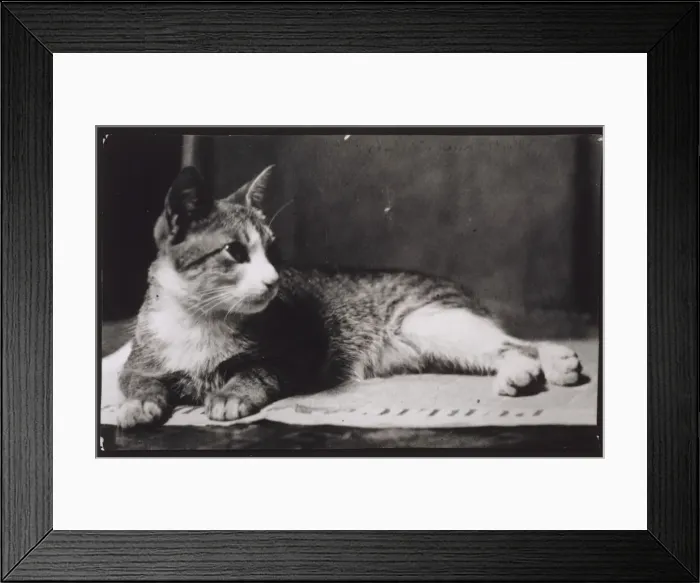 Framed Print : Mrs. Thomas Eakinss Cat, c. 1880-1890. Creator: Thomas Eakins Framed Print : Mrs. Thomas Eakinss Cat, c. 1880-1890. Creator: Thomas Eakins