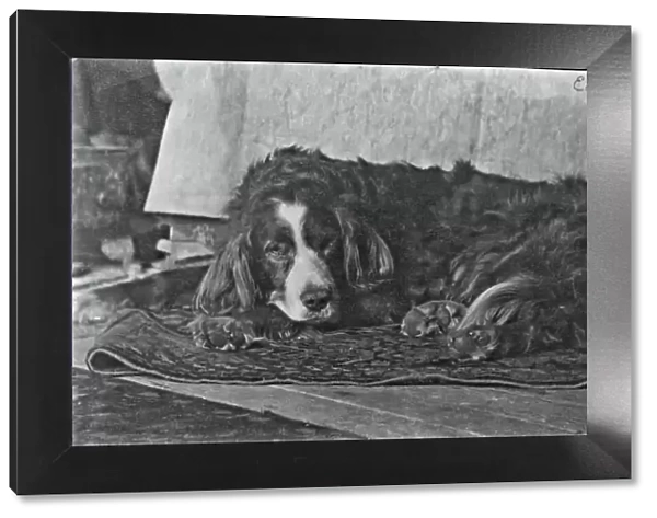 Eakinss Dog 'Harry', c. 1880-1890. Creator: Thomas Eakins