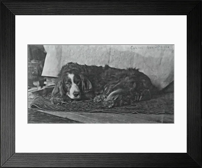 Framed Print : Eakinss Dog Harry, c. 1880-1890. Creator: Thomas Eakins Framed Print : Eakinss Dog Harry, c. 1880-1890. Creator: Thomas Eakins