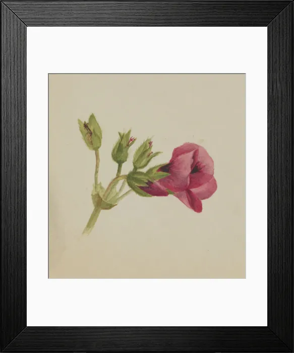 Framed Print : (Untitled--Flower Study), ca. 1876. Creator: Mary Vaux Walcott