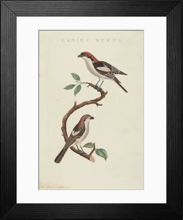 Framed Print : Lanius rufus. Creator: Unknown Framed Print : Lanius rufus. Creator: Unknown