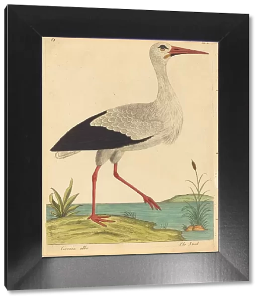 The Stork (Ciconia Alba), published 1731  /  1738. Creator: Eleazar Albin