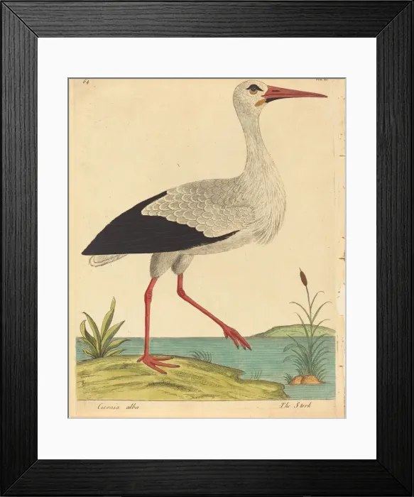 Framed Print : The Stork (Ciconia Alba), published 1731 / 1738. Creator: Eleazar Albin Framed Print : The Stork (Ciconia Alba), published 1731 / 1738. Creator: Eleazar Albin