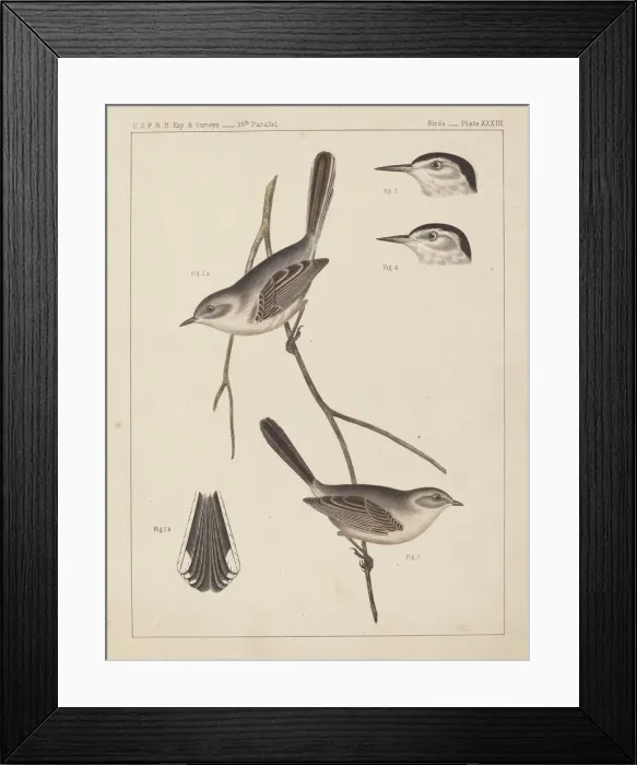 Framed Print : Birds - U. S. P. R. R. Exp. & Surveys, 35th Parallel. Creator: Unknown Framed Print : Birds - U. S. P. R. R. Exp. & Surveys, 35th Parallel. Creator: Unknown