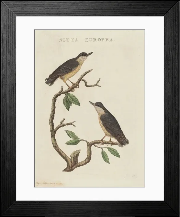 Framed Print : Sitta europea. Creator: Unknown Framed Print : Sitta europea. Creator: Unknown