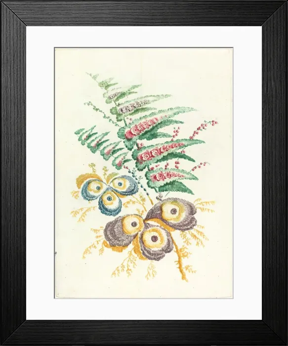 Framed Print : Fantastic Flowers with Oyster-shell Blossoms, c. 1795. Creator: Anne Allen Framed Print : Fantastic Flowers with Oyster-shell Blossoms, c. 1795. Creator: Anne Allen