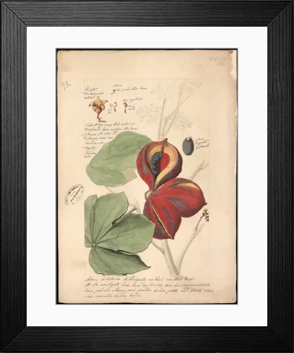 Framed Print : Theobroma bicolor, 1785. Creator: Freire, JoseJoaquim (1760-1847) Framed Print : Theobroma bicolor, 1785. Creator: Freire, JoseJoaquim (1760-1847)