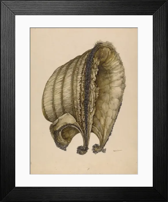 Framed Print : Silk Bonnet, 1935 / 1942. Creator: Peter Connin Framed Print : Silk Bonnet, 1935 / 1942. Creator: Peter Connin