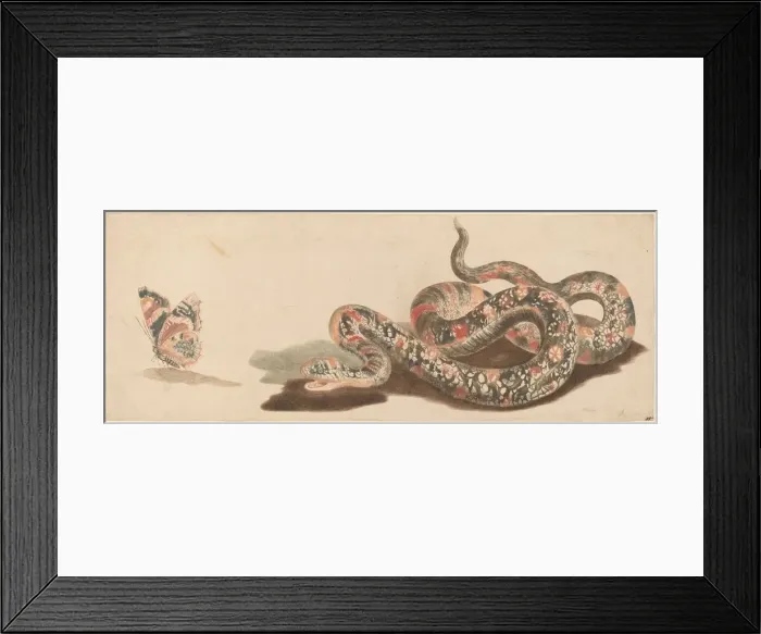 Framed Print : Snake and Butterfly, 1680s / 1690s. Creator: Workshop of Johann Teyler Framed Print : Snake and Butterfly, 1680s / 1690s. Creator: Workshop of Johann Teyler