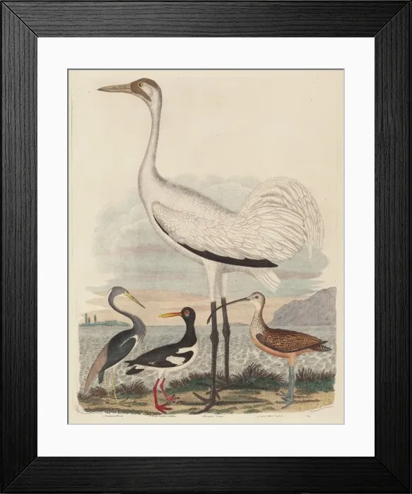 Framed Print : Louisiana Heron, Pied Oyster-catcher, Hooping Crane, and Long-billed Curlew Framed Print : Louisiana Heron, Pied Oyster-catcher, Hooping Crane, and Long-billed Curlew