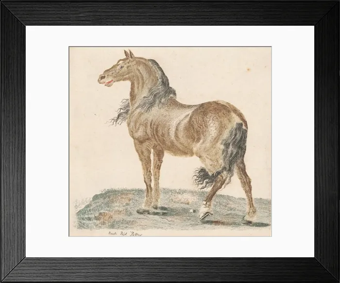 Framed Print : The Neighing Horse, 1690s. Creator: Johann Teyler Framed Print : The Neighing Horse, 1690s. Creator: Johann Teyler