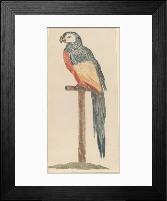 Framed Print : Parrot, 1680s / 1690s. Creator: Workshop of Johann Teyler Framed Print : Parrot, 1680s / 1690s. Creator: Workshop of Johann Teyler