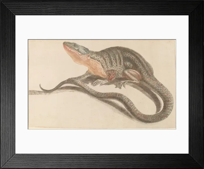 Framed Print : Lizard, 1680s / 1690s. Creator: Workshop of Johann Teyler Framed Print : Lizard, 1680s / 1690s. Creator: Workshop of Johann Teyler