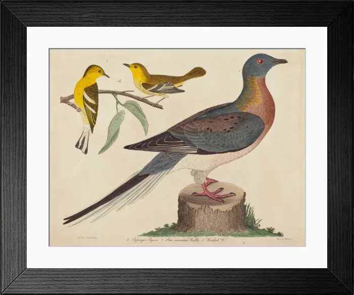 Framed Print : Passenger Pigeon, Blue-mountain Warbler, and Hemlock Warbler, published 1808-1814